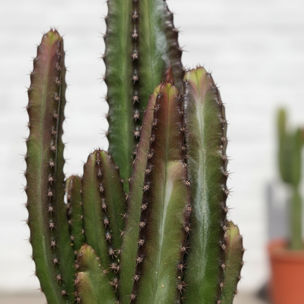 Euphorbia trigona ‘Rubra’ — Ø17 cm — H70 cm - Verdeia