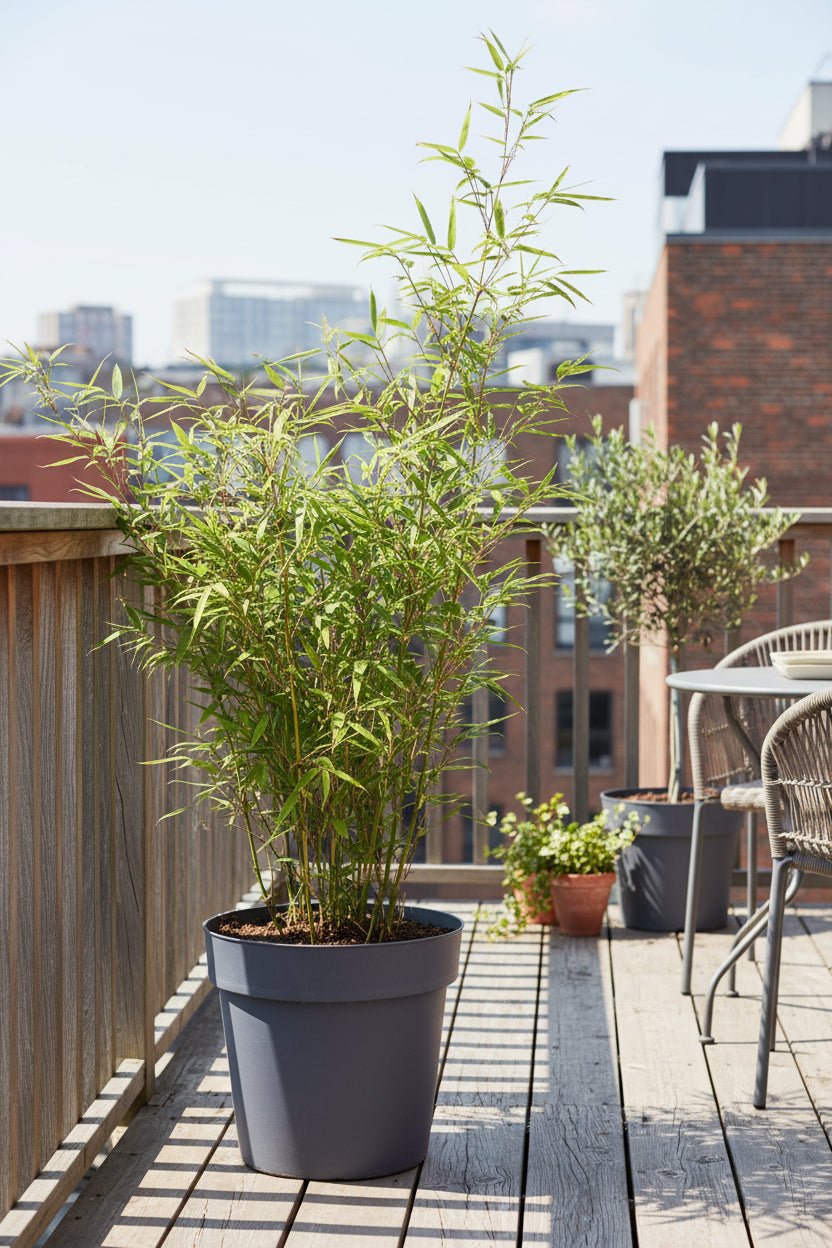 Fargesia Rufa — Bambou parapluie non traçant - Verdeia