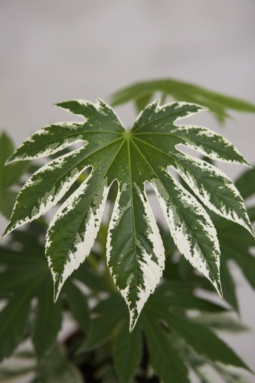 Fatsia Japonica Variegata — Aralia du Japon panachée — Ø19 cm — H60 cm - Verdeia