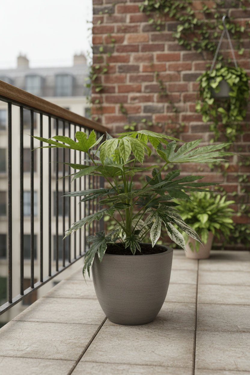 Fatsia Japonica Variegata — Aralia du Japon panachée — Ø19 cm — H60 cm - Verdeia
