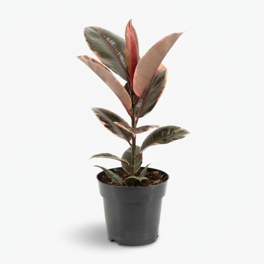 Ficus Elastica Belize – Caoutchouc panaché - Verdeia