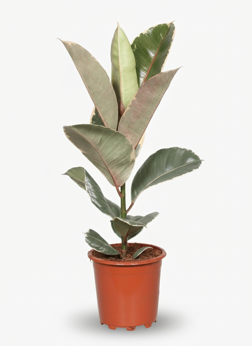 Ficus Elastica Tineke - Ø17cm - ↕50cm - Verdeia