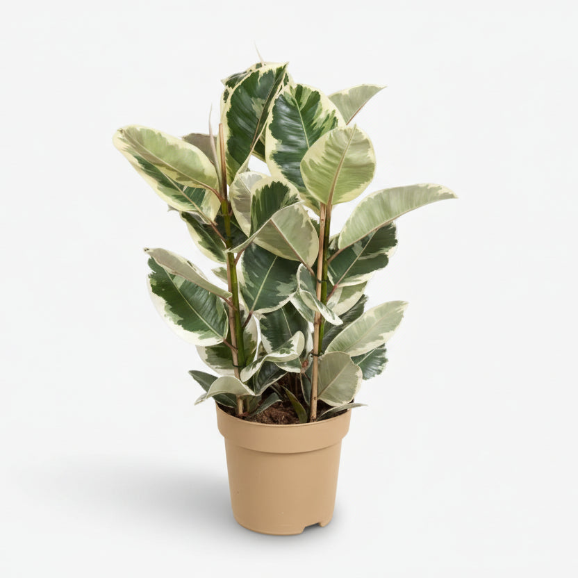 Ficus Elastica Tineke - Ø17cm - ↕50cm - Verdeia