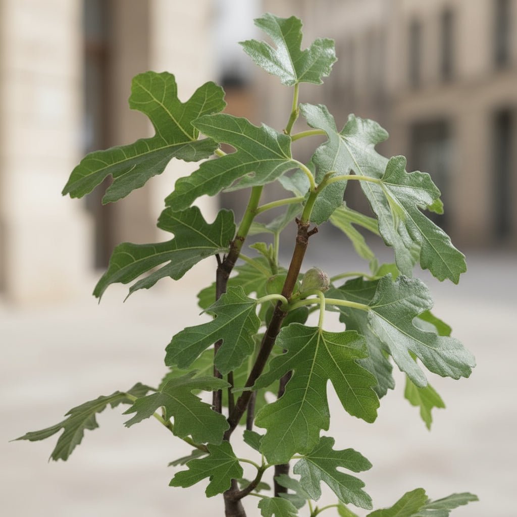 Ficus Gustissimo Perretta – Figuier nain – Ø13cm – ↨45cm - Verdeia