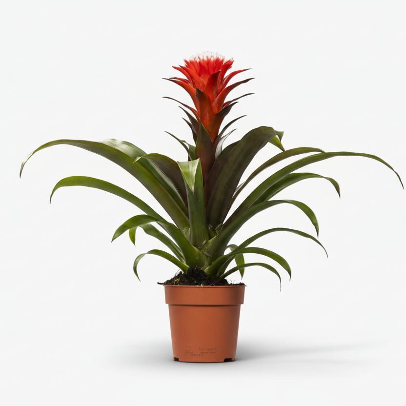 Guzmania Hope - Ø12cm - H40cm - Verdeia