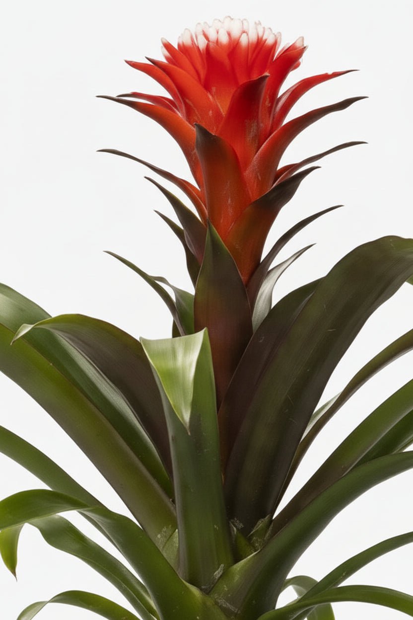 Guzmania Hope - Ø12cm - H40cm - Verdeia