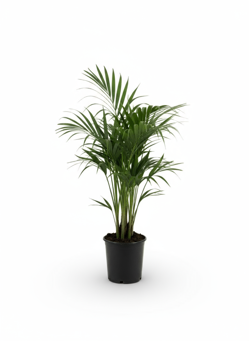 Howea forsteriana – Palmier Kentia d’intérieur tropical - Verdeia