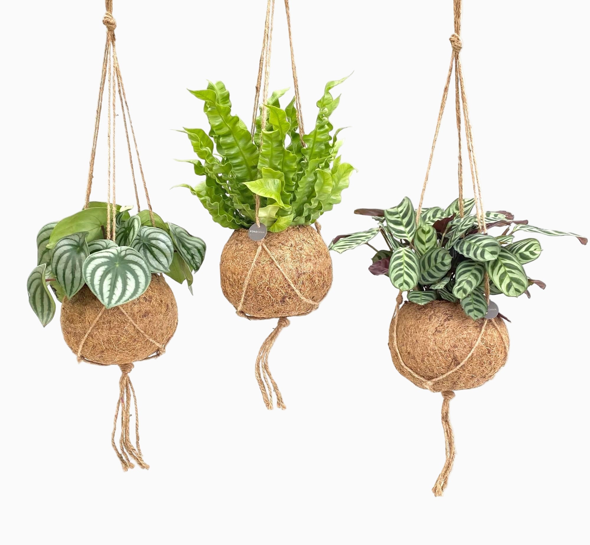 Kokodama Jungle Mix — Lot de 3 — Ø17 cm — H28 cm - Verdeia