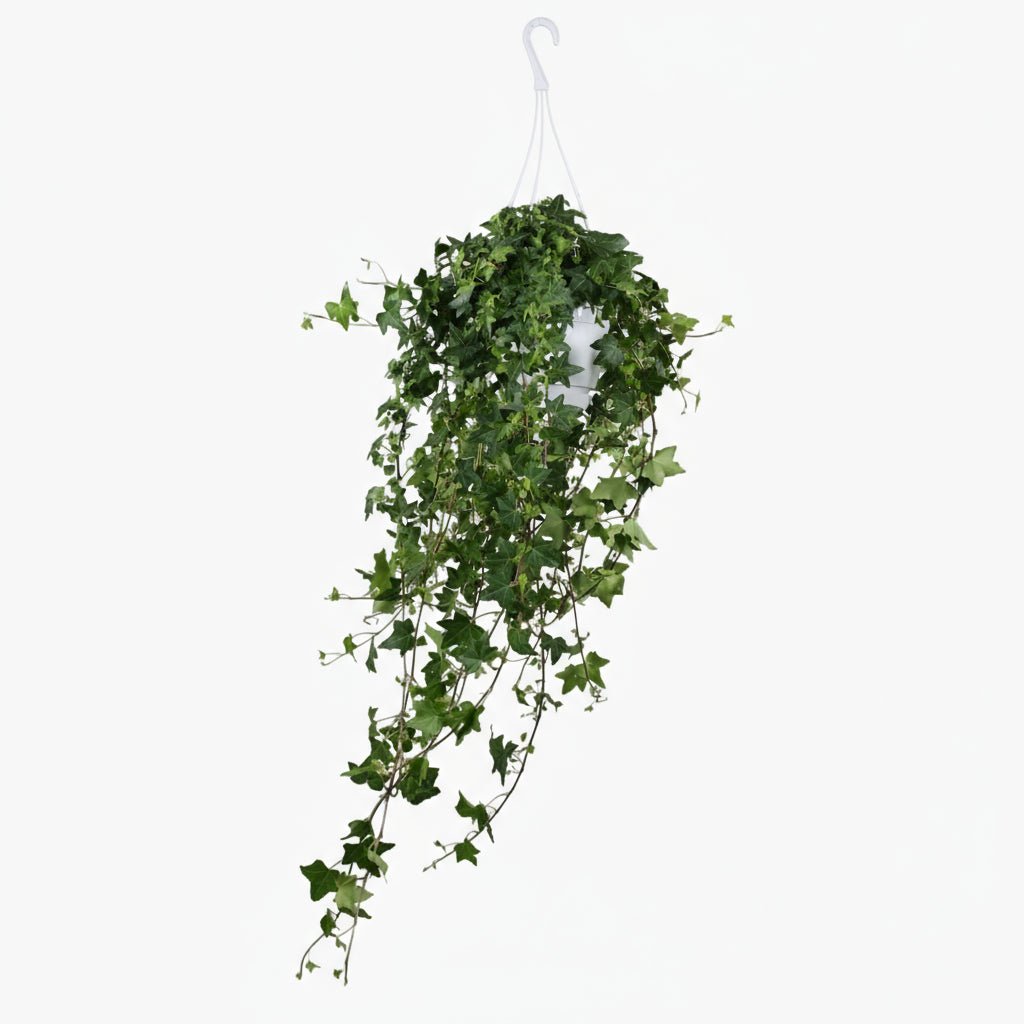 Lierre Hedera Helix Pittsburgh - Verdeia