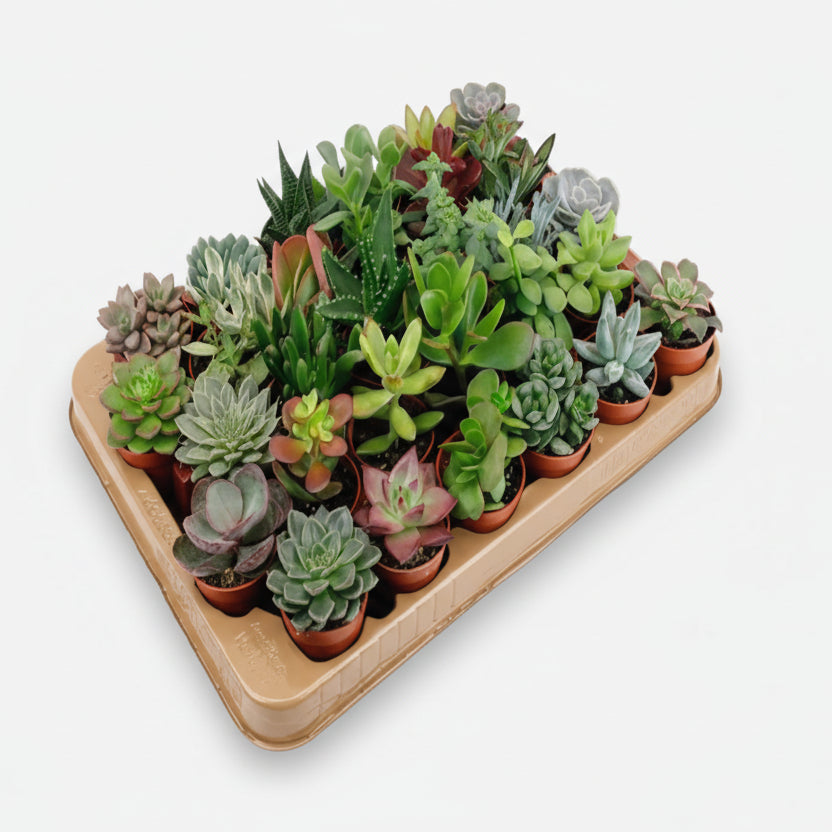 Lot de 30 Succulentes Variées — Ø5,5 cm - Verdeia