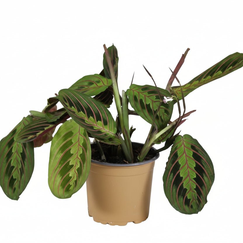 Maranta Leuconeura &