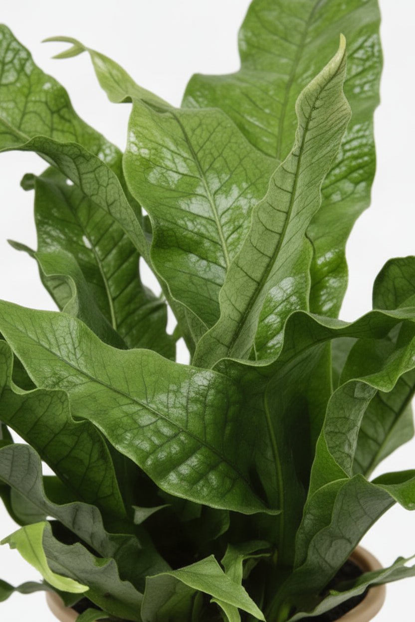 Microsorum Diversifolium — Fougère kangourou — Ø17 cm — H45 cm - Verdeia