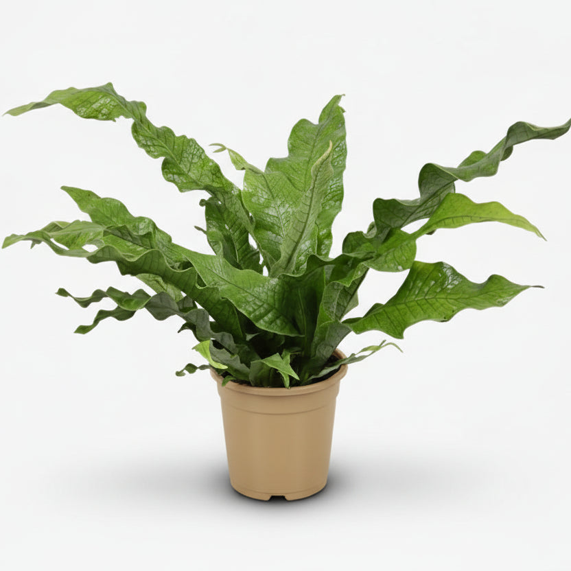 Microsorum Diversifolium — Fougère kangourou — Ø17 cm — H45 cm - Verdeia