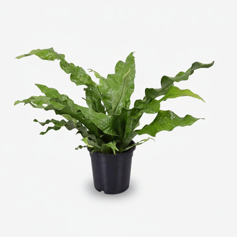 Microsorum Diversifolium — Fougère kangourou — Ø17 cm — H45 cm - Verdeia