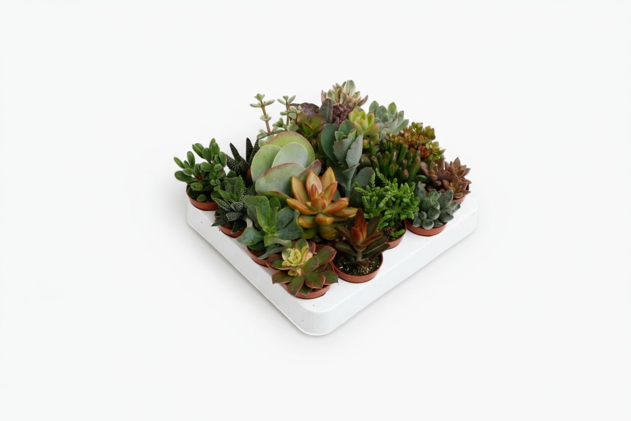 Mix de 20 Succulentes - 5,5 x 10 cm - Verdeia