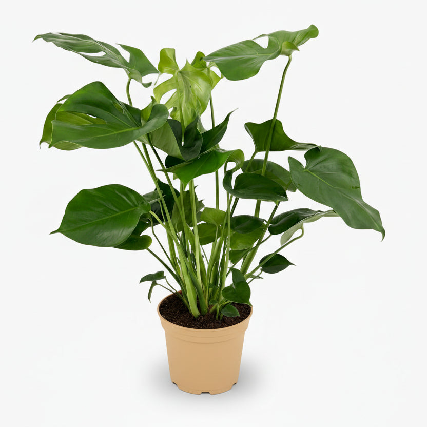 Monstera deliciosa – Plante à trous / Faux philodendron - Verdeia