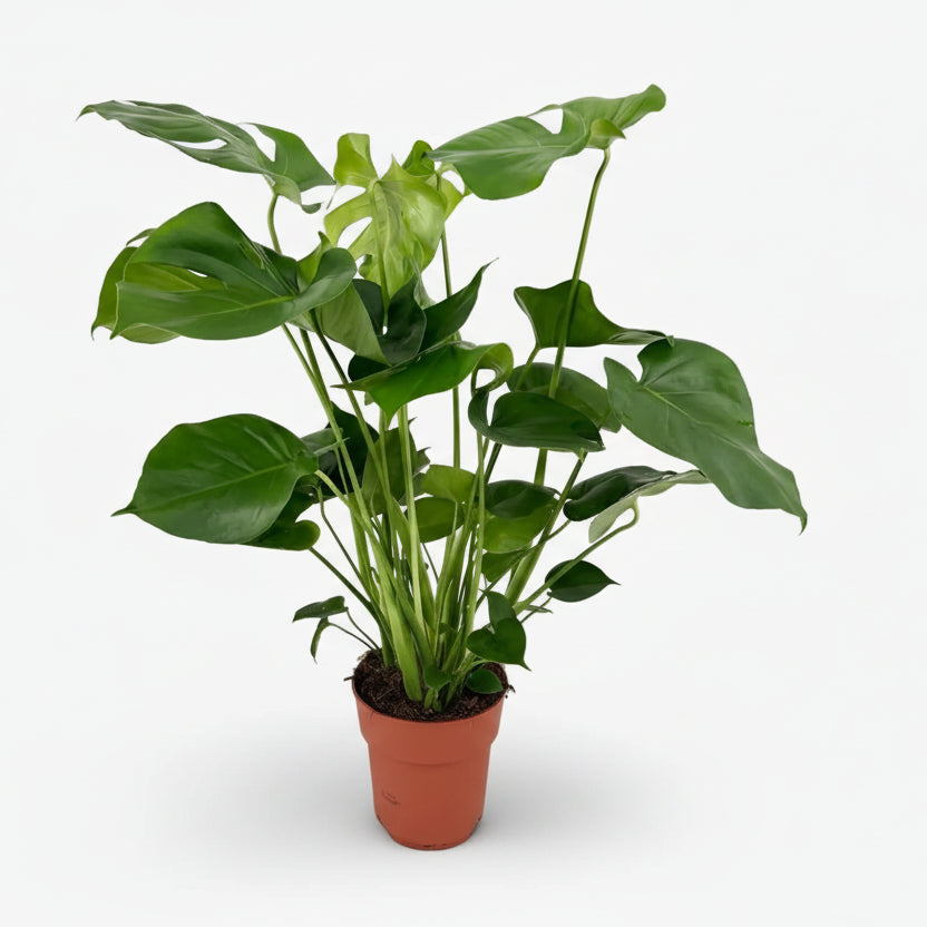 Monstera deliciosa – Plante à trous / Faux philodendron - Verdeia