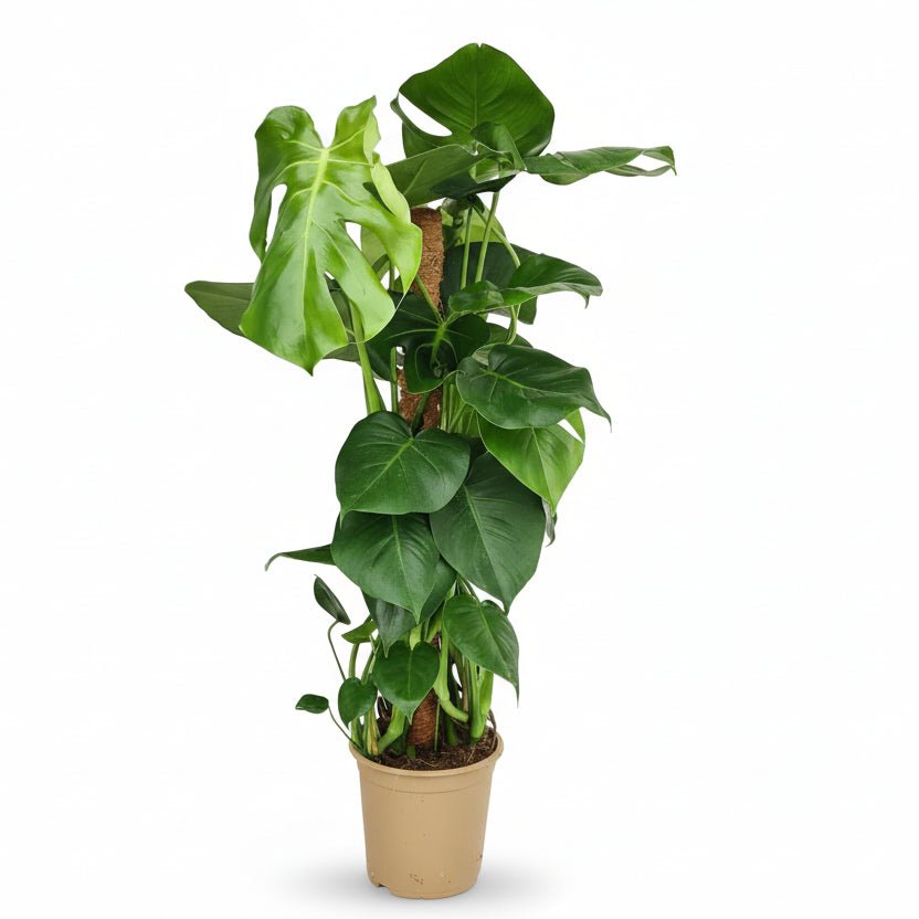 Monstera Deliciosa — Plante à trous / Faux philodendron - Verdeia