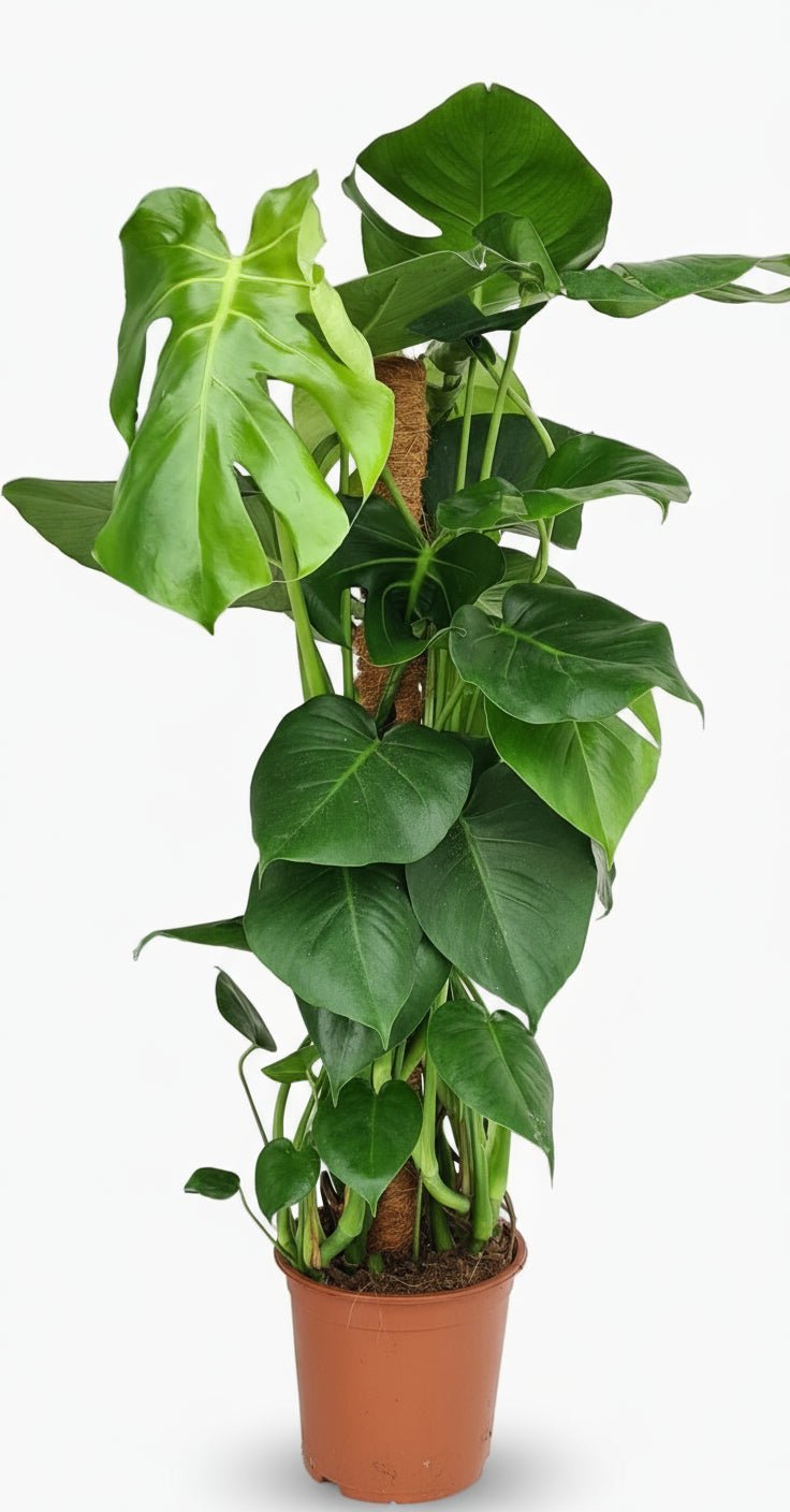 Monstera Deliciosa — Plante à trous / Faux philodendron - Verdeia