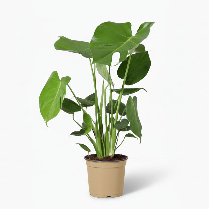 Monstera deliciosa – Plante à trous / Faux philodendron - Verdeia