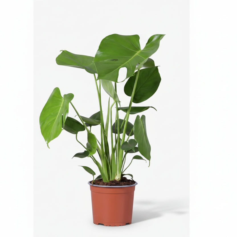 Monstera deliciosa – Plante à trous / Faux philodendron - Verdeia