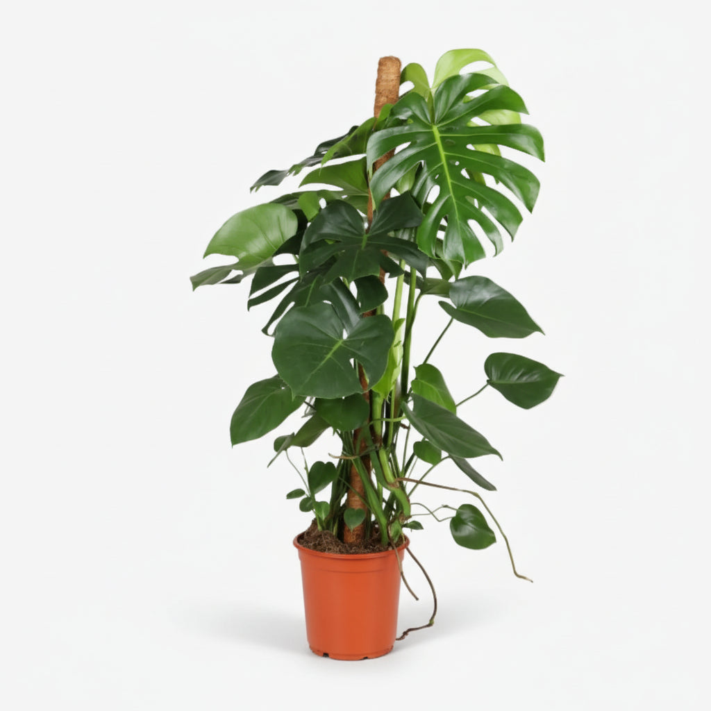 Monstera deliciosa – Plante à trous / Faux philodendron - Verdeia