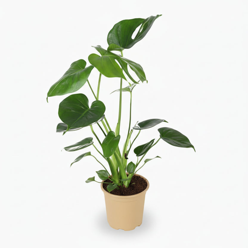 Monstera deliciosa – Plante à trous / Faux philodendron - Verdeia