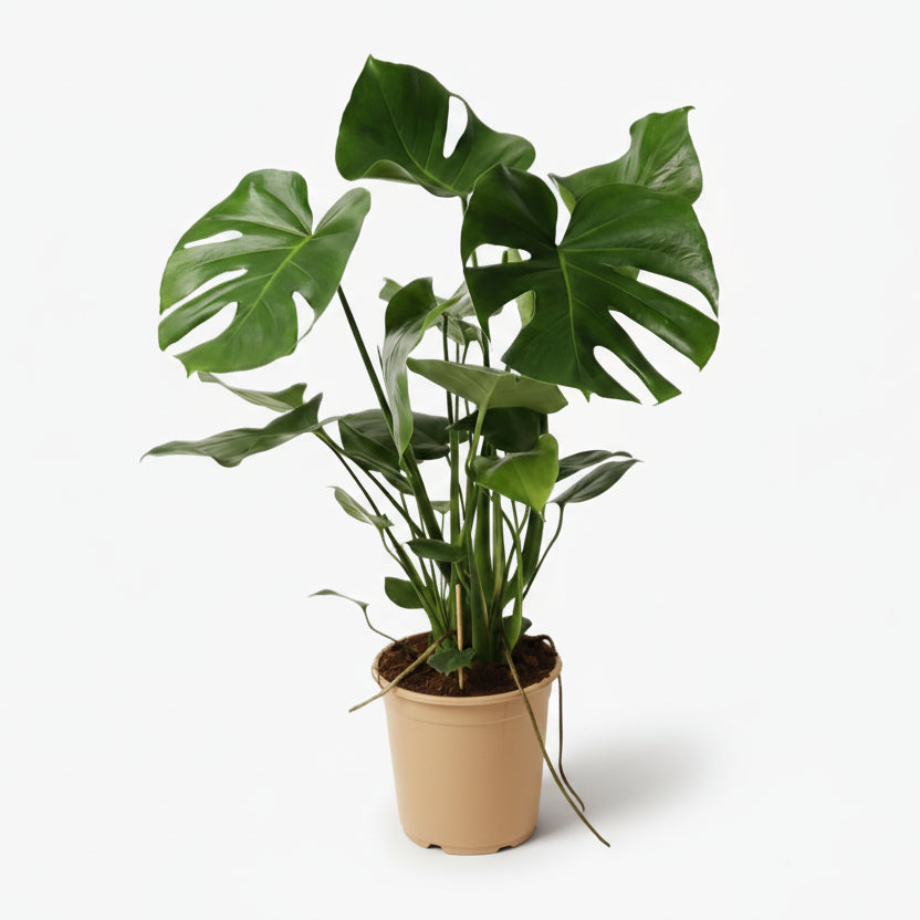 Monstera deliciosa – Plante à trous / Faux philodendron - Verdeia