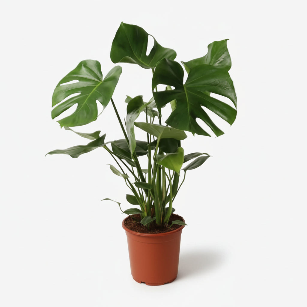 Monstera deliciosa – Plante à trous / Faux philodendron - Verdeia
