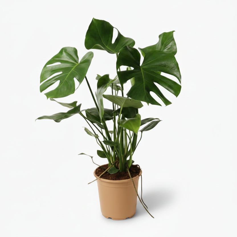Monstera deliciosa – Plante à trous / Faux philodendron - Verdeia