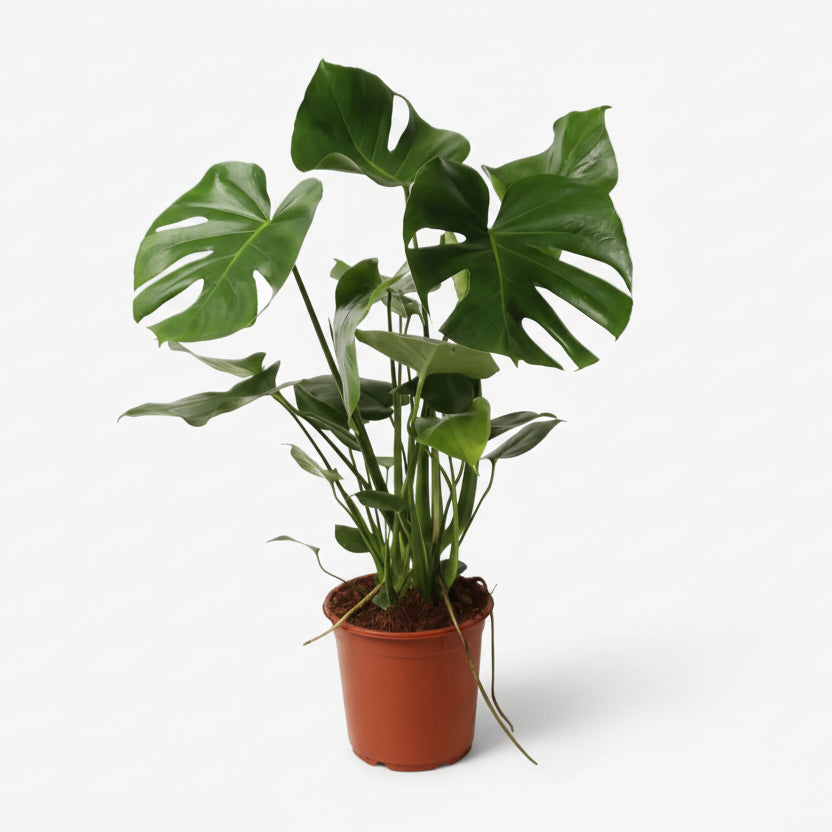 Monstera deliciosa – Plante à trous / Faux philodendron - Verdeia