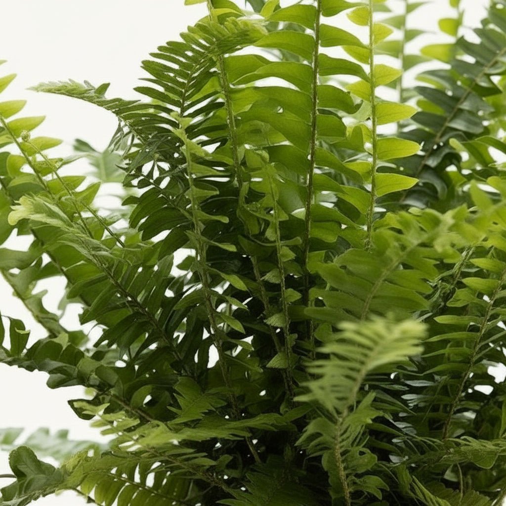 Nephrolepis Green Lady – Panier naturel tressé (Ø12 x H35 cm) - Verdeia