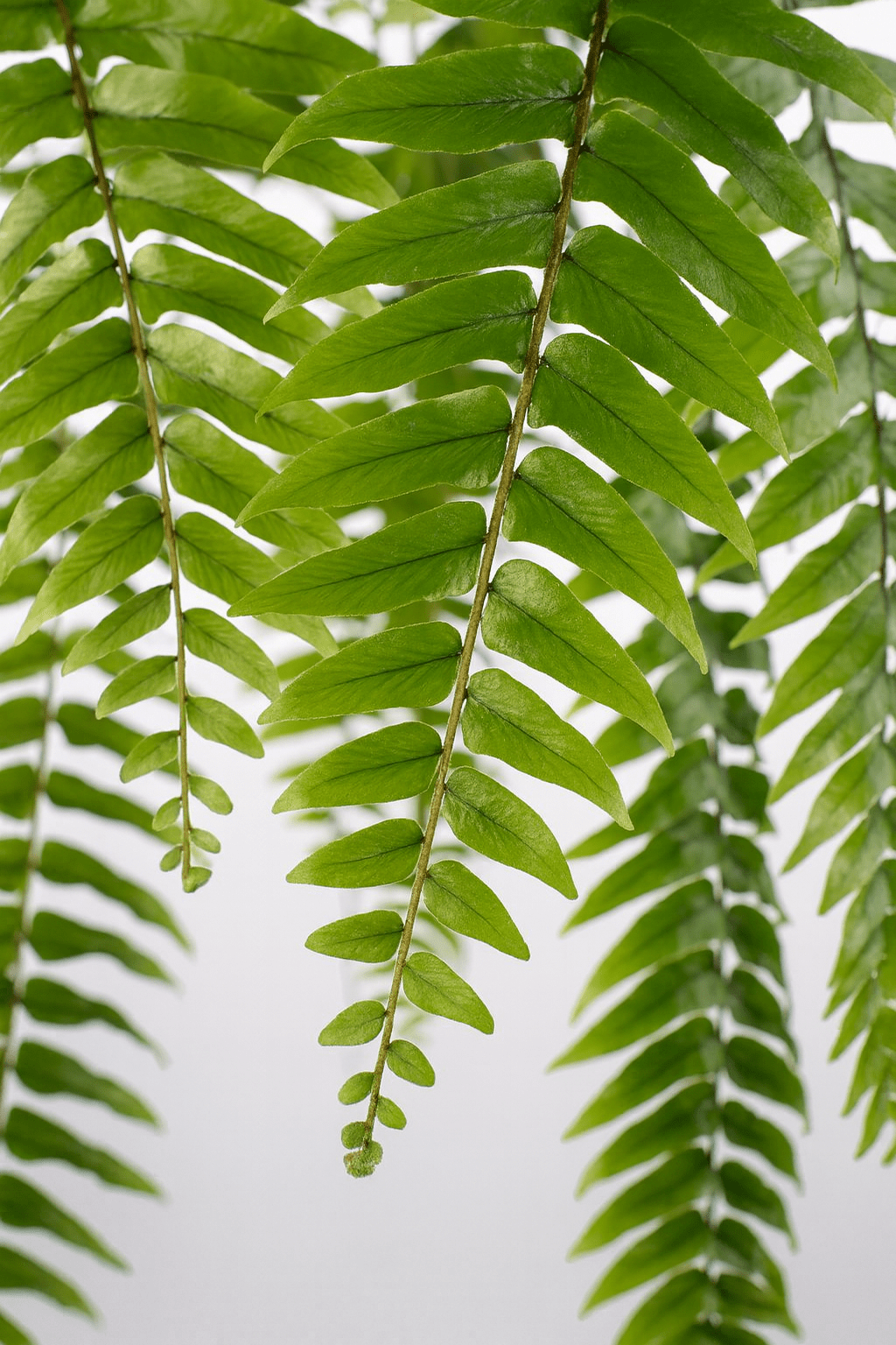 Nephrolepis ‘Macho’ – Grande fougère tropicale - Ø20cm - ↕100cm - Verdeia