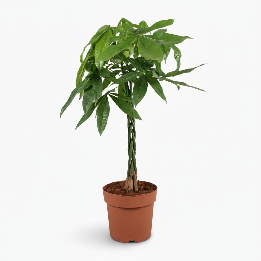 Pachira aquatica — Arbre à monnaie - Verdeia