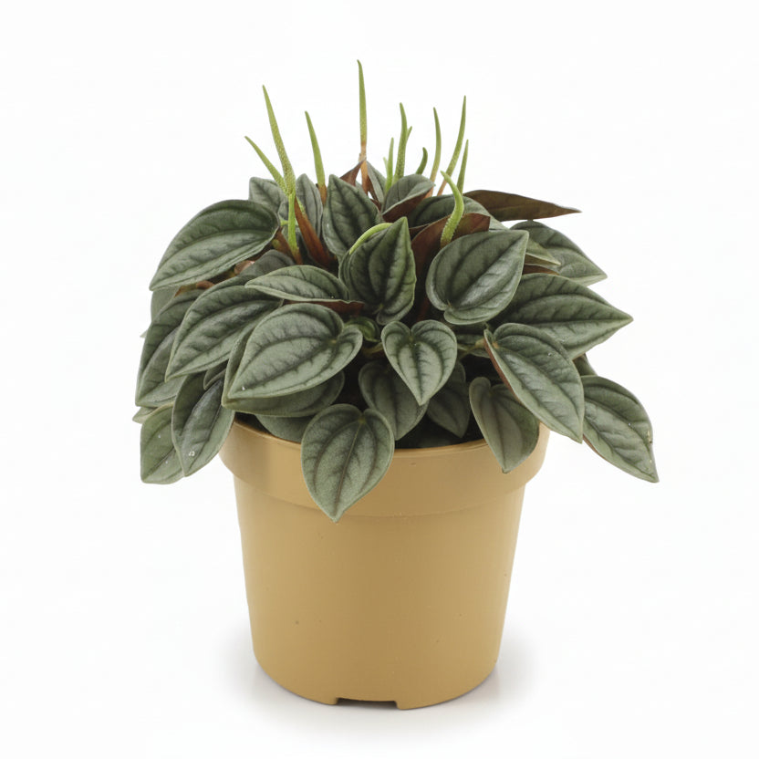 Peperomia Napoli Nights - 10,5 x 15cm - Verdeia