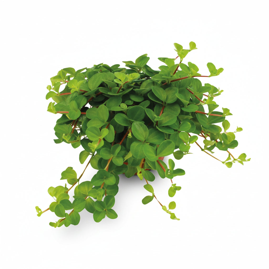 Peperomia Rotundifolia – Plante collier de jade - Verdeia