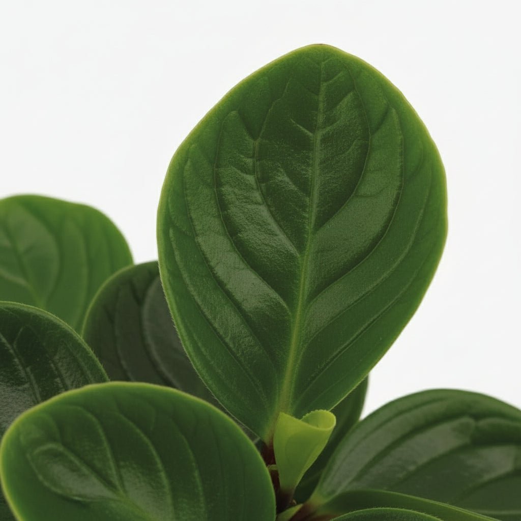 Peperomia Rouge ‘Red Canyon’ — D15 x H25 cm - Verdeia