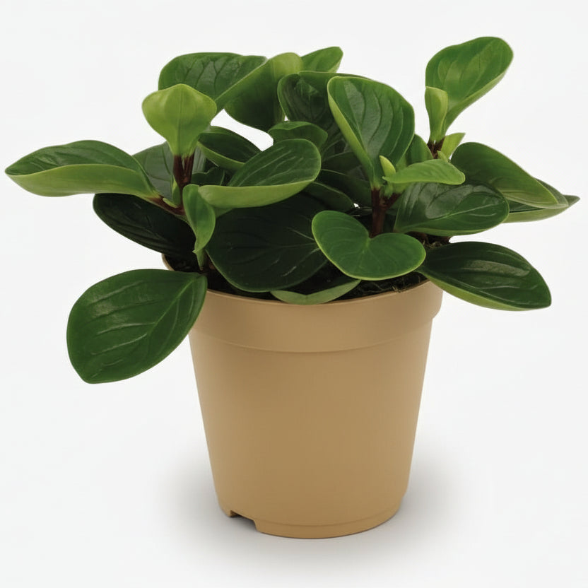 Peperomia Rouge ‘Red Canyon’ — D15 x H25 cm - Verdeia