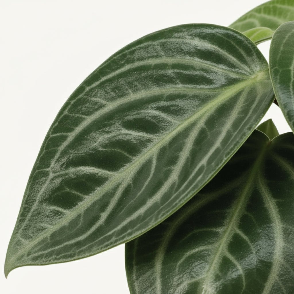 Peperomia sarcophylla — D15 x H25 cm - Verdeia