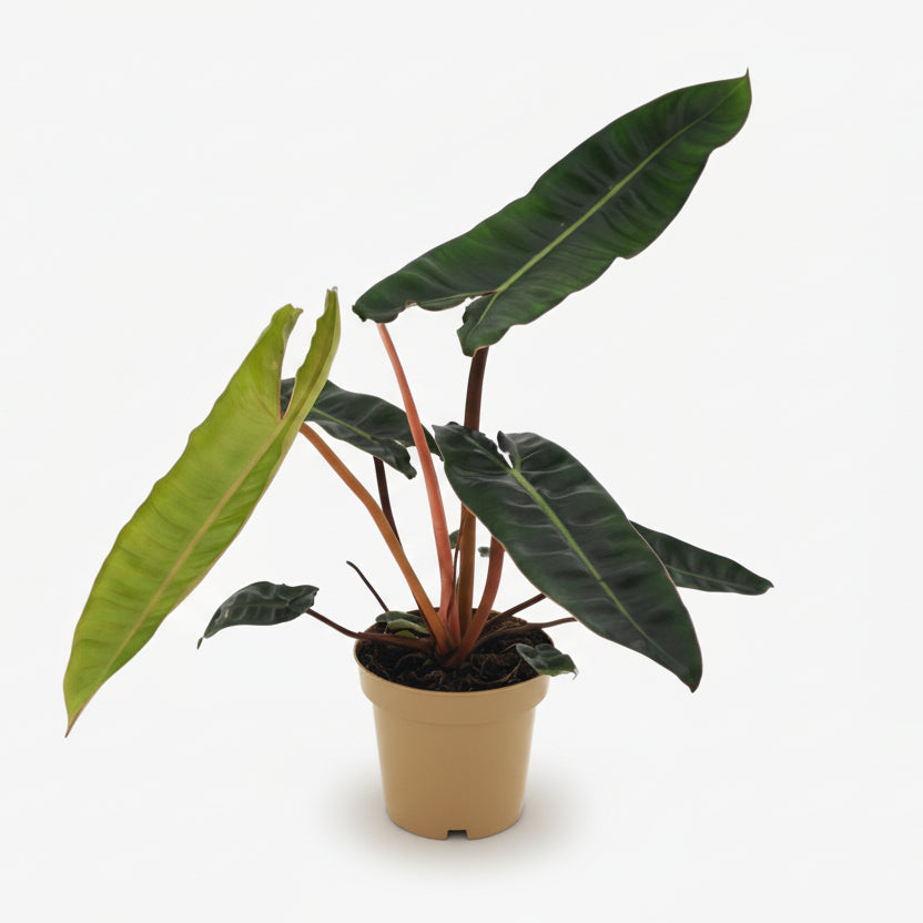 Philodendron Billietiae – Ø12 cm – H25 cm - Verdeia
