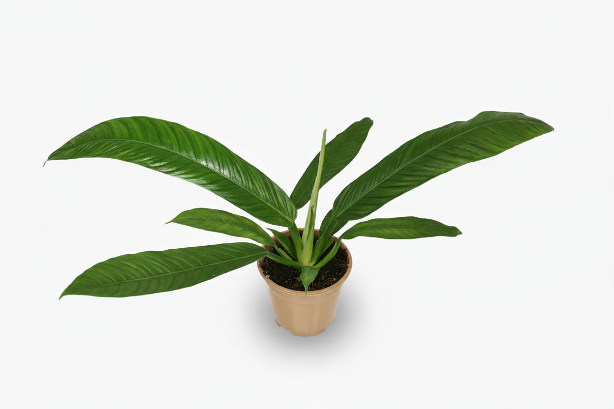 Philodendron Campii - D14cm x H40cm - Verdeia