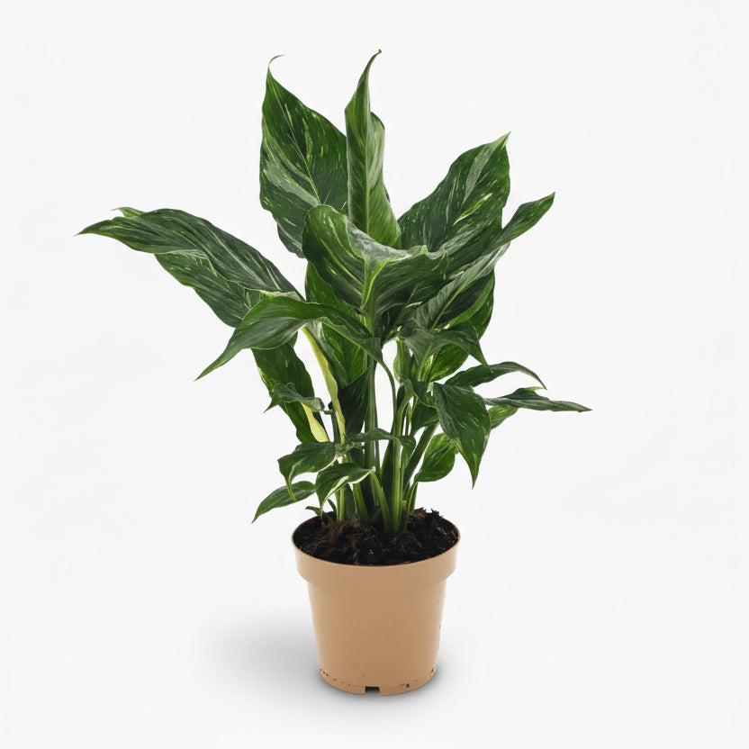 Philodendron Diamond Variegata - Verdeia