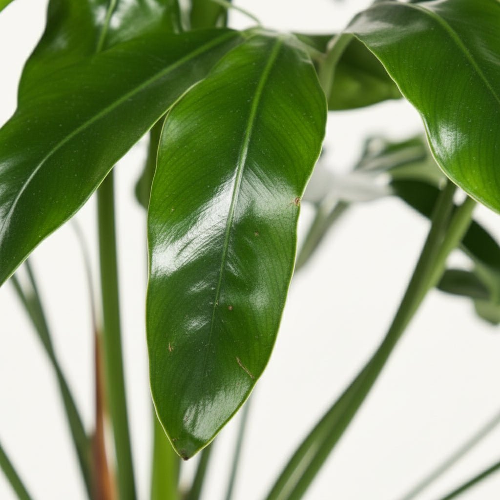Philodendron Green Wonder – Ø24 cm – H100 cm - Verdeia