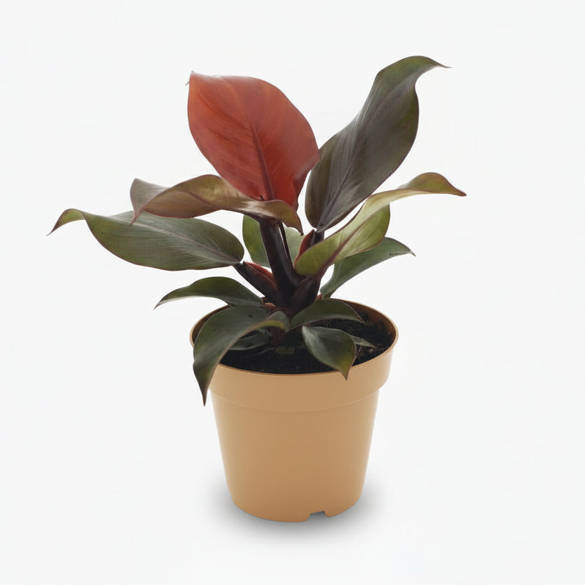Philodendron Imperial Red – Philodendron impérial rouge - Verdeia