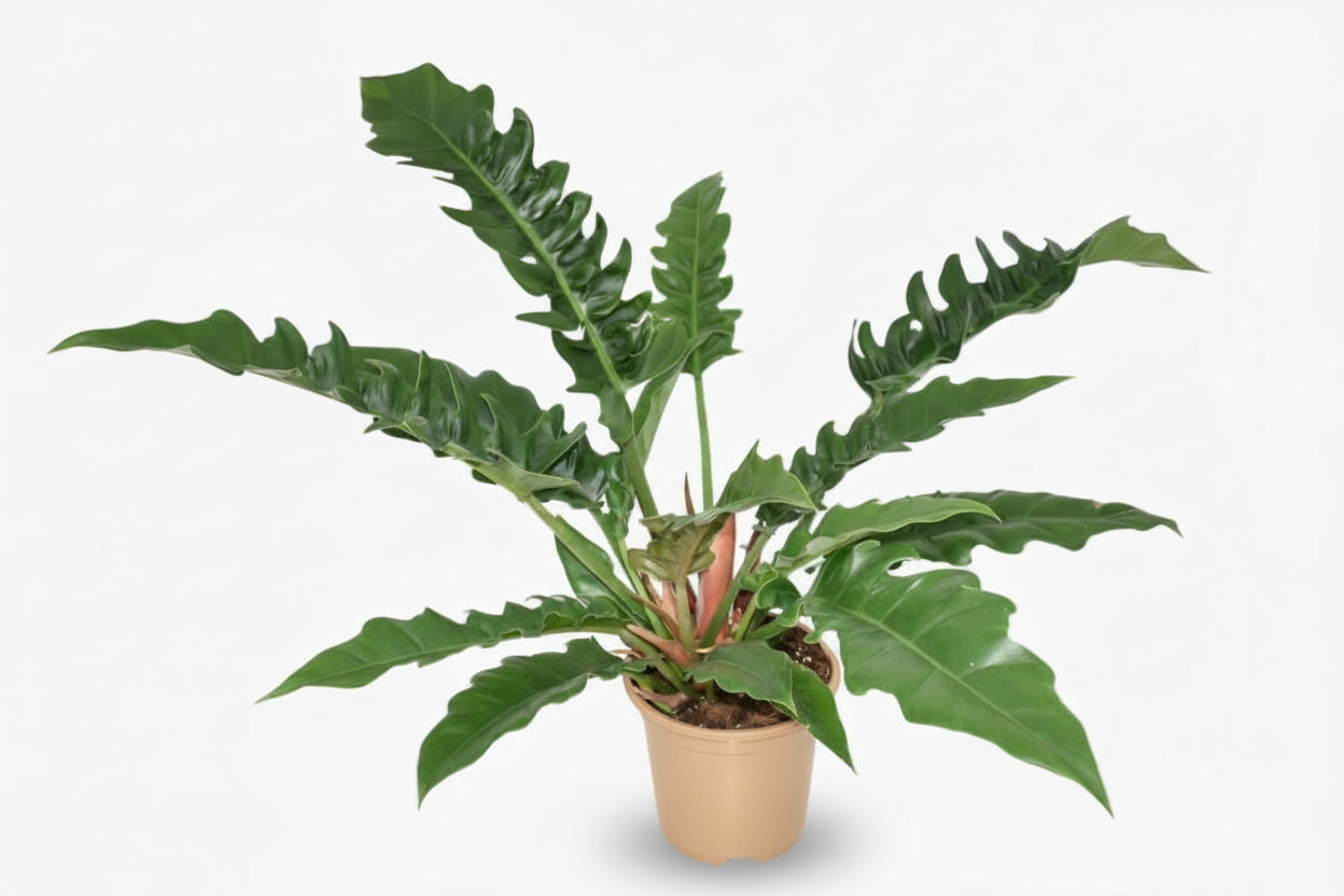 Philodendron ‘Narrow Escape’ – Philodendron tropical – Ø19cm – ↕55cm - Verdeia