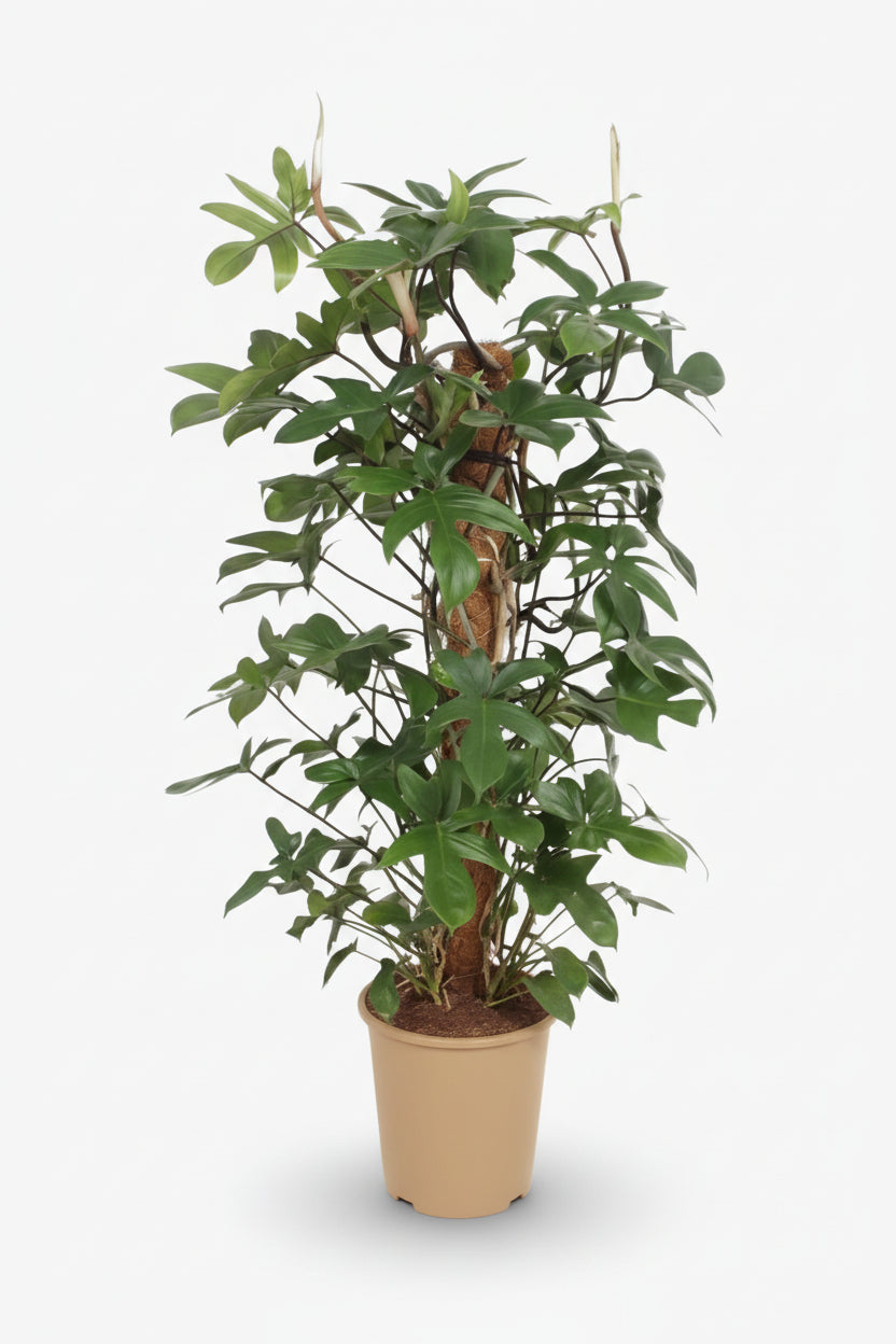 Philodendron Pedatum — Ø27 cm — H130 cm - Verdeia