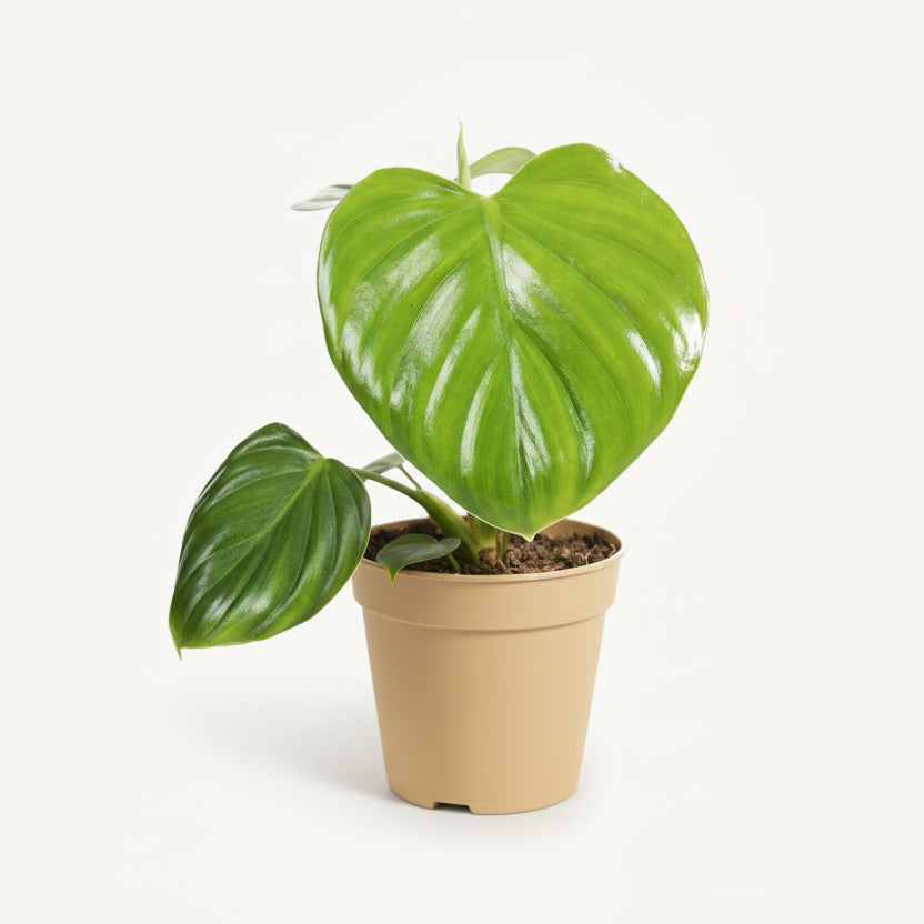 Philodendron Pittieri – Ø12 cm – H30 cm - Verdeia
