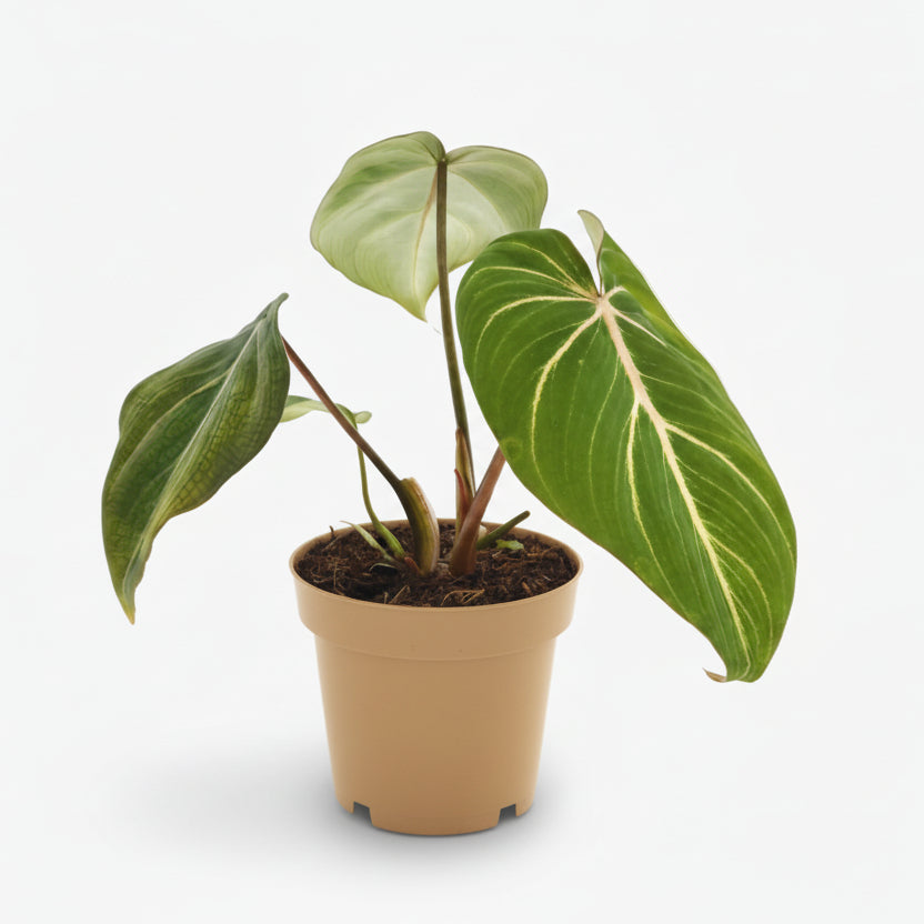 Philodendron Selloum Atom — Ø12 cm — H25 cm - Verdeia