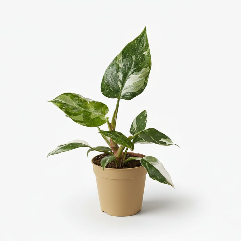 Philodendron White Princess - Verdeia