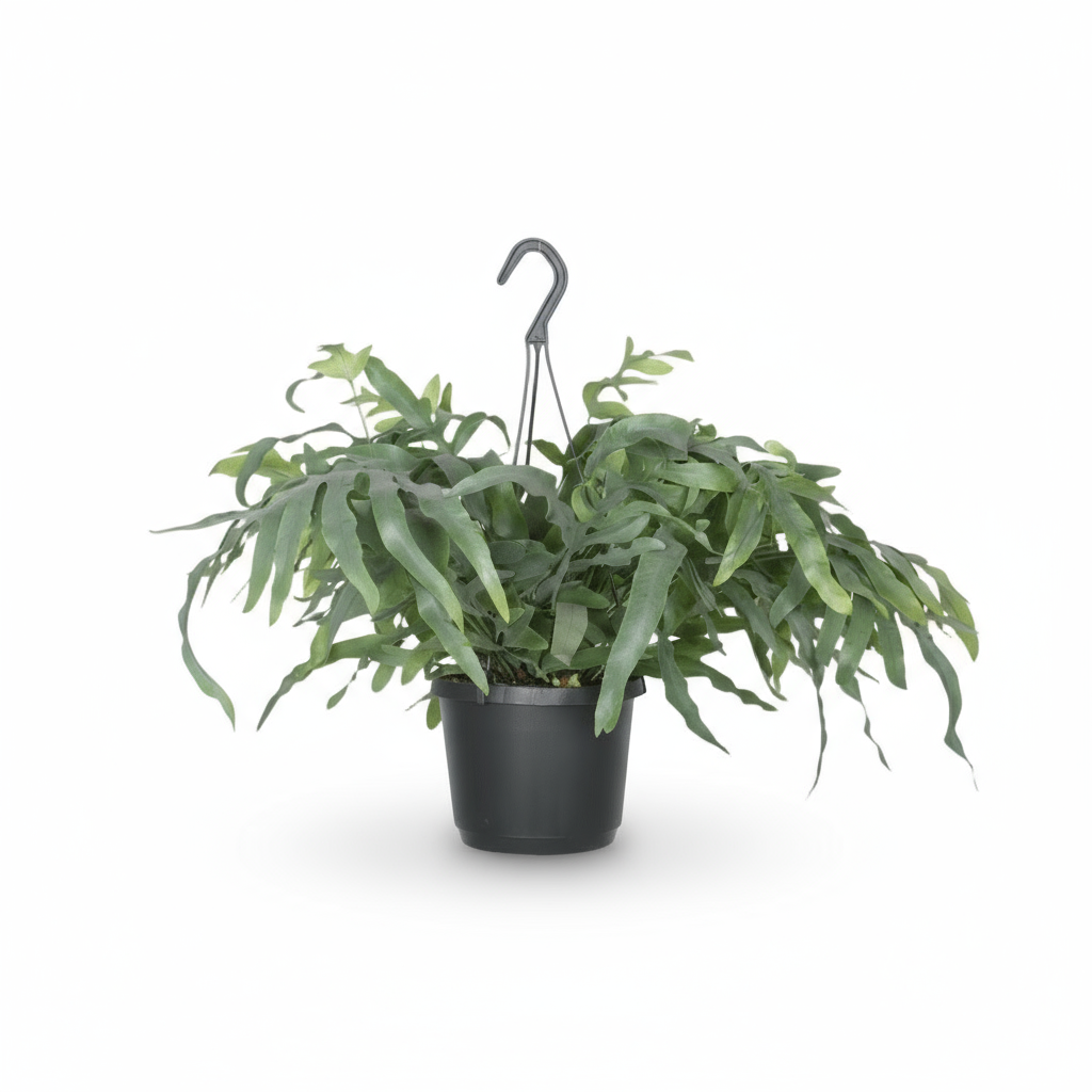 Phlebodium aureum ‘Blue Star’ – Fougère bleue tropicale - Verdeia